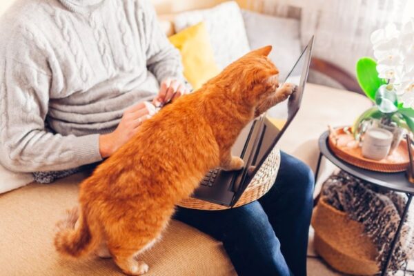 kot desperacko szuka uwagi