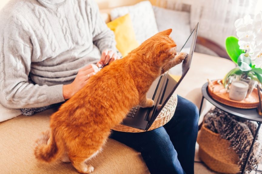 kot desperacko szuka uwagi