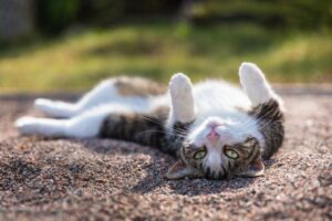 kot tarza się w ziemi