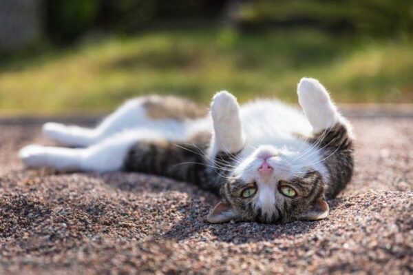 kot tarza się w ziemi