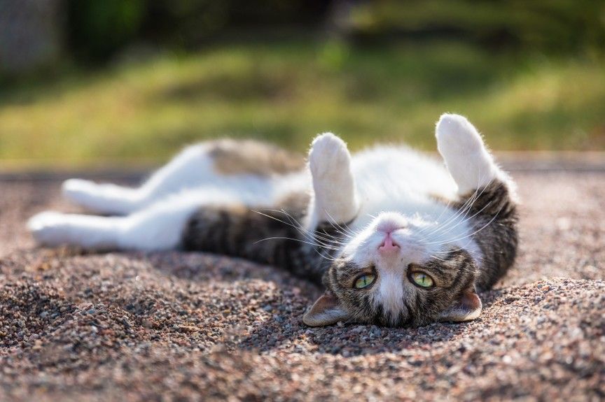 kot tarza się w ziemi