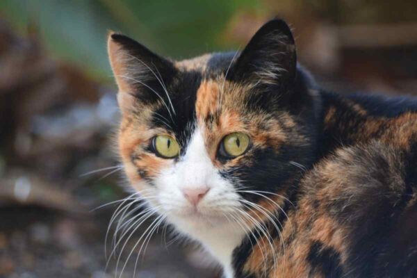 kot tricolor