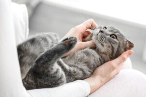 kot wpływa na życie opiekuna