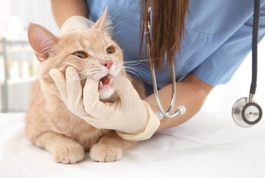 Płatki do czyszczenia zębów