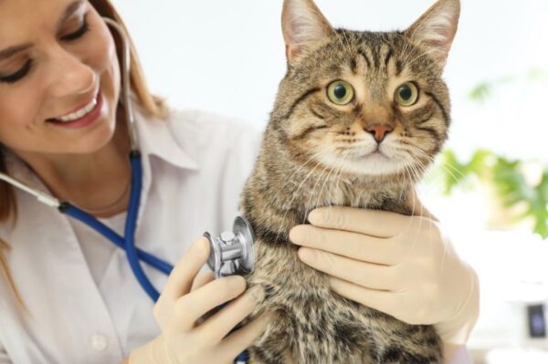 kiedy zmienić weterynarza