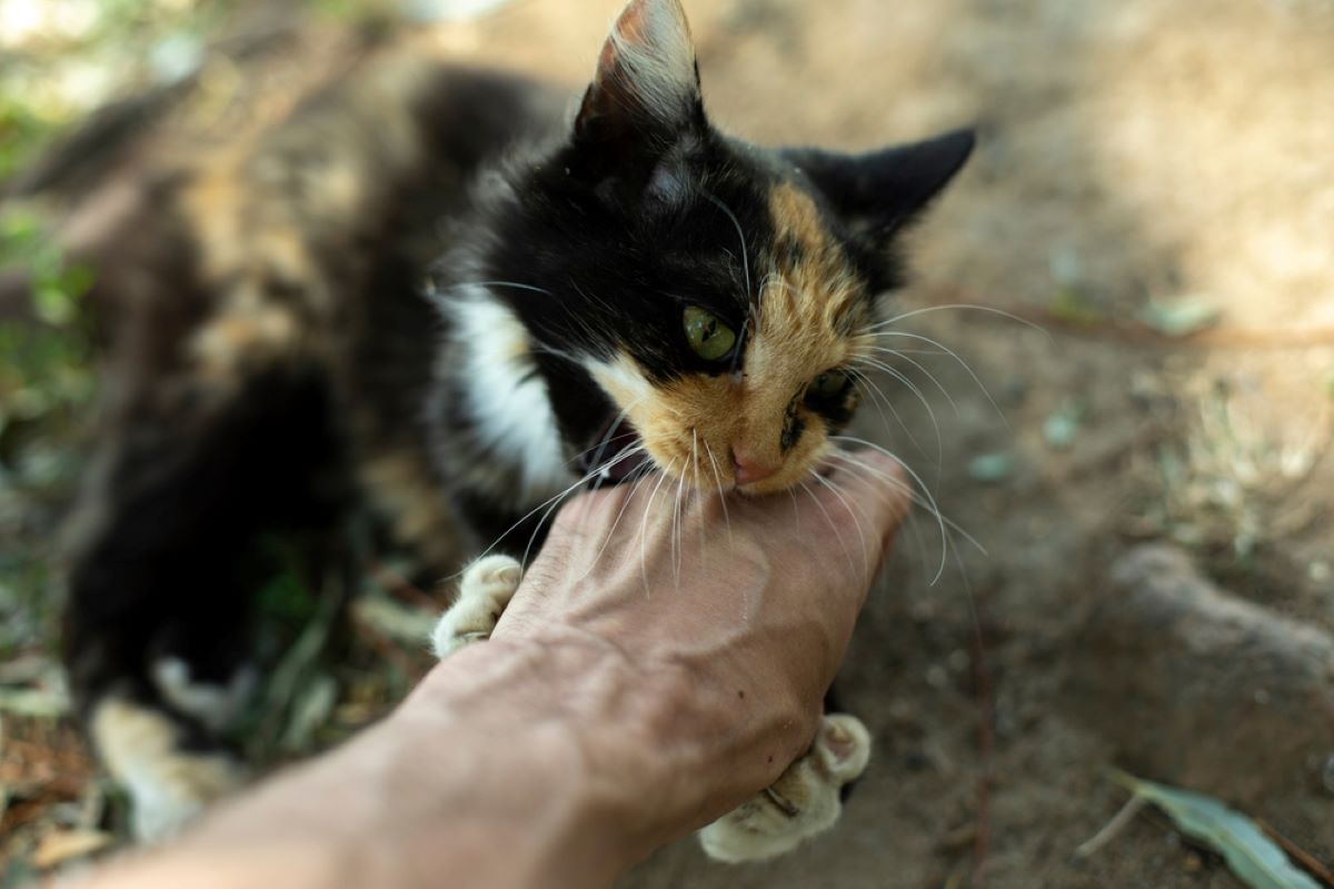 zarazil sie nieznana bakteria od kota
