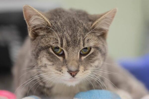 kot uratowany z pożaru