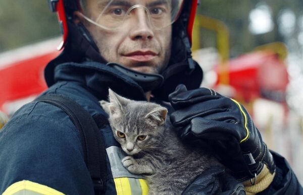 kot utknął między dwoma budynkami