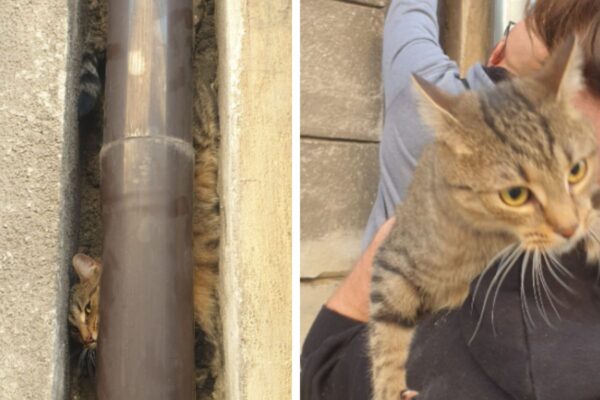 kot utknął za rynną