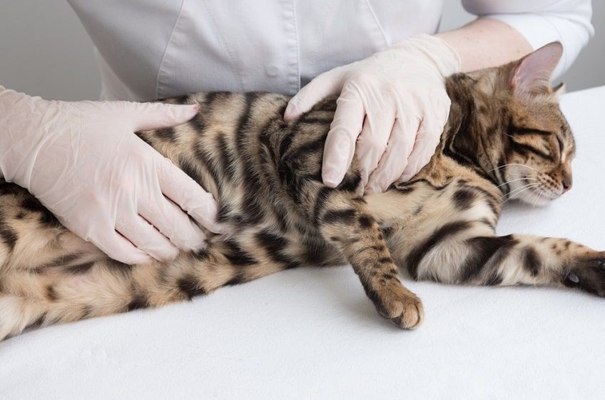 kot w ciąży-min.jpg