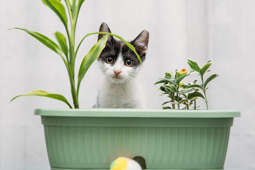 kot załatwia się do doniczki