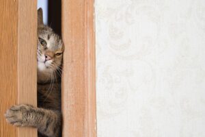 Kot przyszedł ze spaceru i od razu zadziwił wszystkich swoją pomysłowością! Mruczki nigdy nie przestaną zaskakiwać...