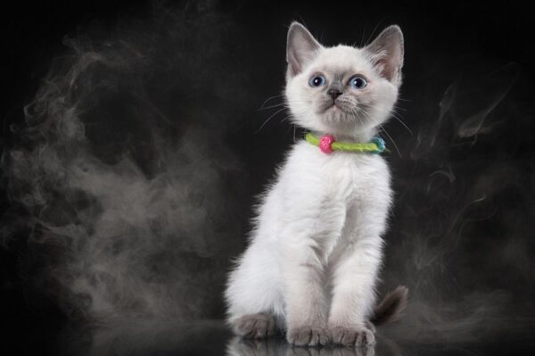 palo santo przy kotach