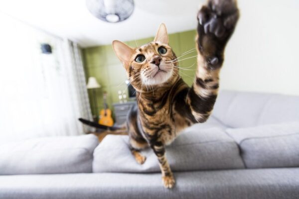 Prezenter pogody Jeff Lyons zostal przyćmiony przez swojego kota.