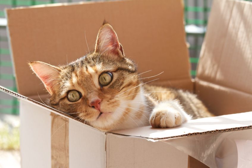 co mówi kociarz do kociarza