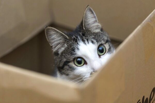 kot w pudełku