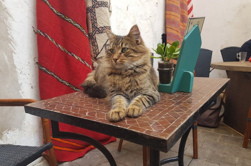 kocia kawiarnia - trzeba przestrzegac kilku zasad