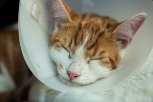 zleciła operację plastyczną u kota