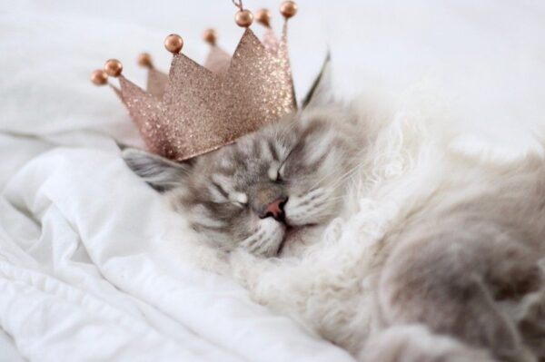 czy twój kot jest rozpieszczony