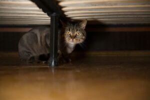 jak wywabić kota z kryjówki