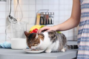 domowe jedzenie dla kota