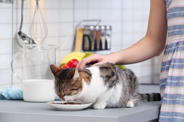 domowe jedzenie dla kota