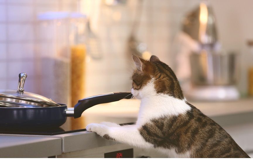 Domowy posiłek dla kota