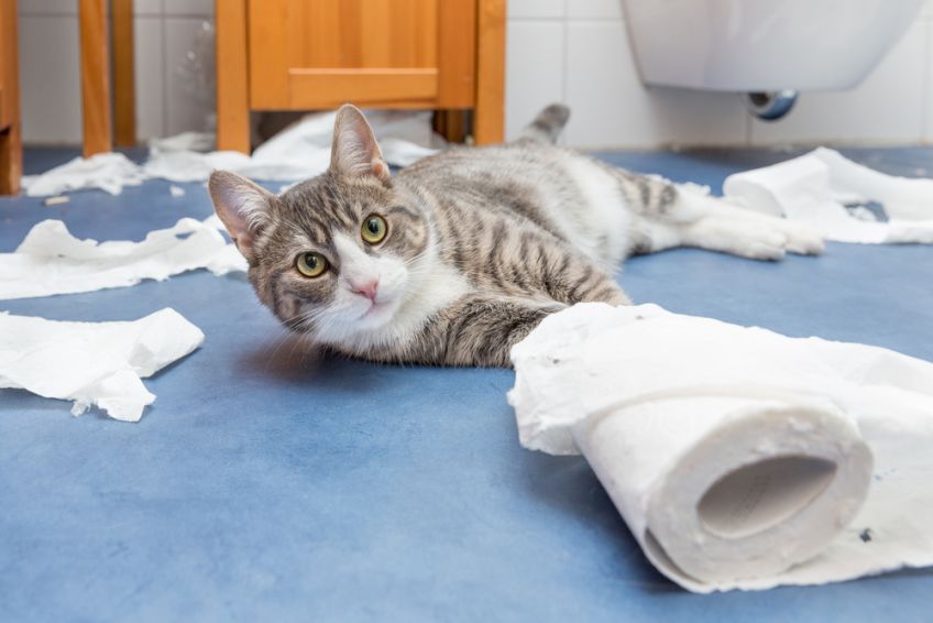 inteligentna kuweta dla kota