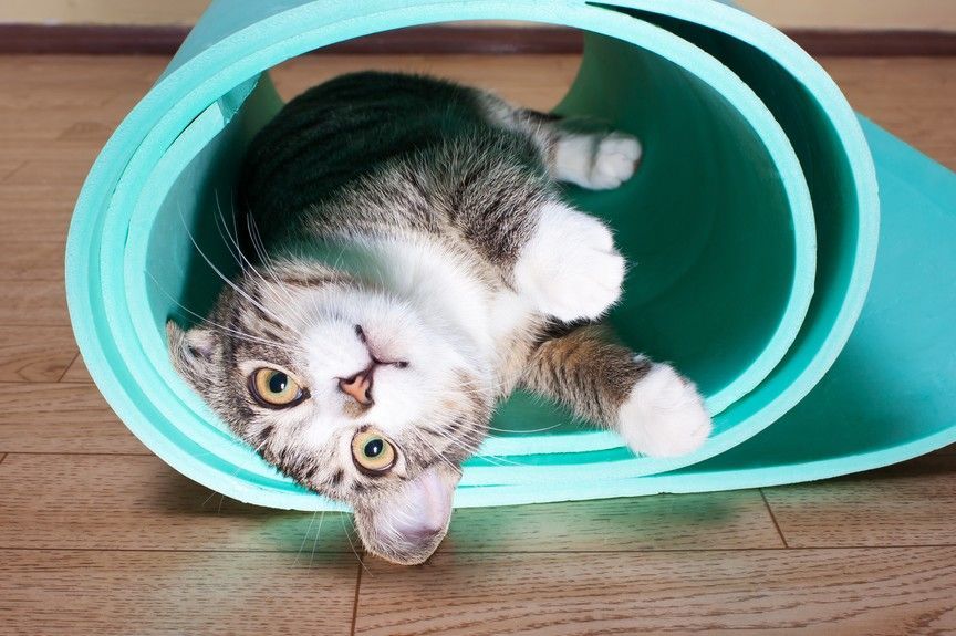 kot przeszkadza w ćwiczeniach