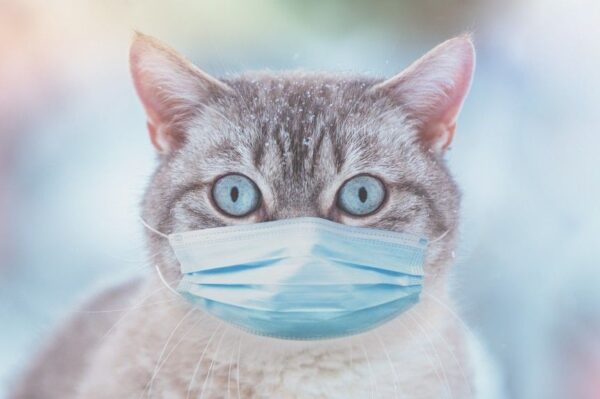 wizyta u weterynarza w czasie pandemii