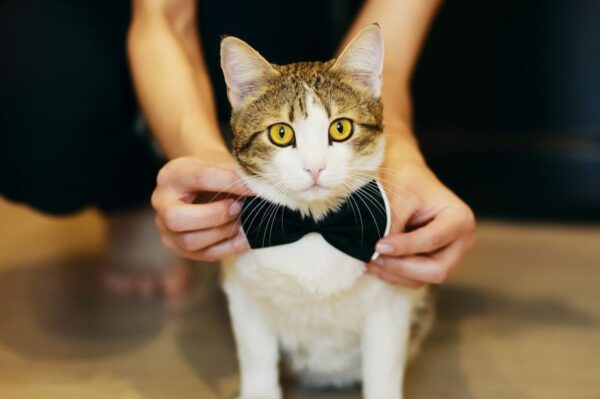 kim są koci celebryci