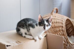 kot w nowym domu