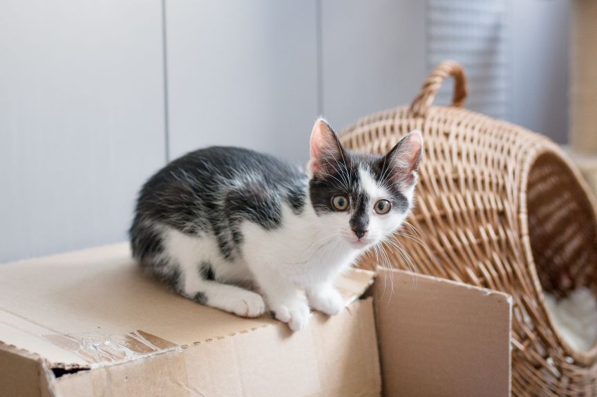 kot w nowym domu