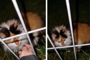 kto w ogródku osiedlowym