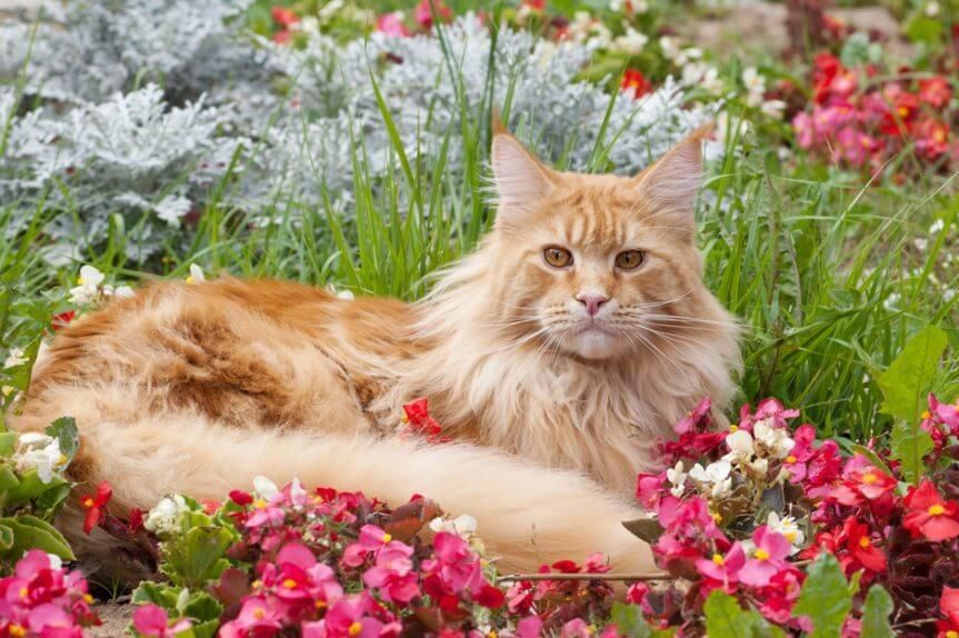 kot Maine Coon w ogrodzie