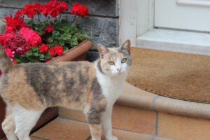 Rdestówka Auberta dla kota