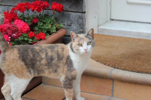 Rdestówka Auberta dla kota