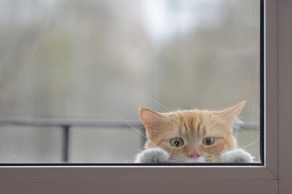 Brzydki kotek ze schroniska już niemal stracił nadzieję na to, że ktoś go pokocha... To los wielu podopiecznych schronisk i przytulisk.