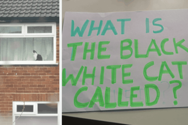 kociarze na kwarantannie