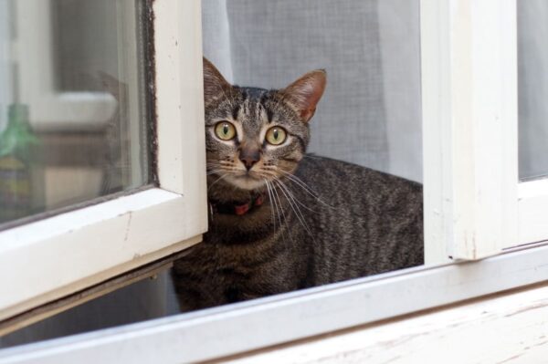 złamana łapa u kota