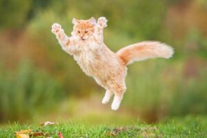 kot spada na cztery łapy