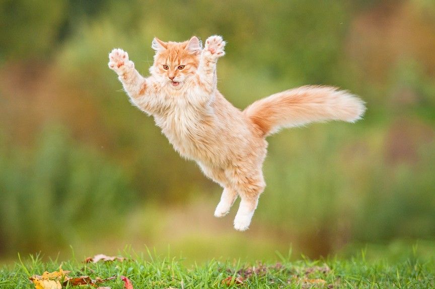 kot spada na cztery łapy