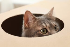 odwrażliwianie kota