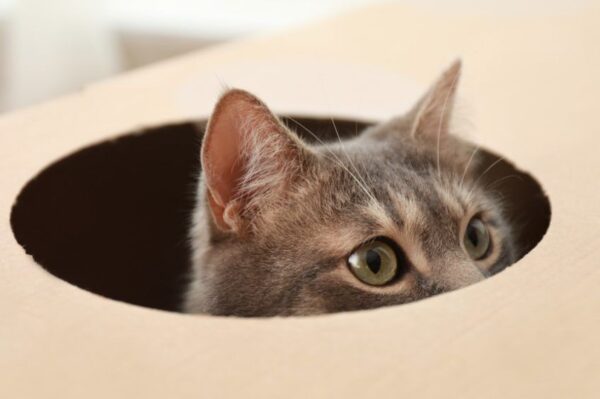 odwrażliwianie kota