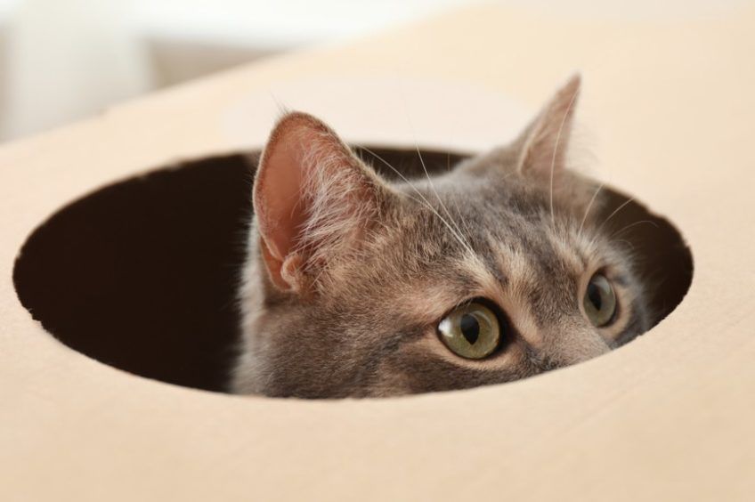 odwrażliwianie kota