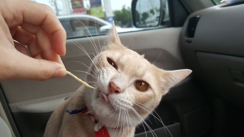 czym karmić kota w podróży