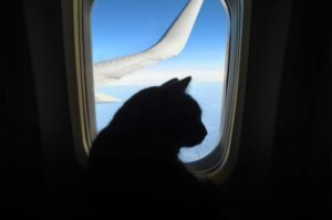 karmiła kota piersią