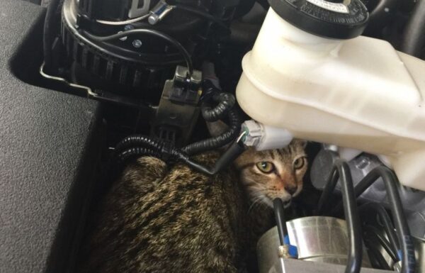 Kot pod maską samochodu przejechał 200 km.