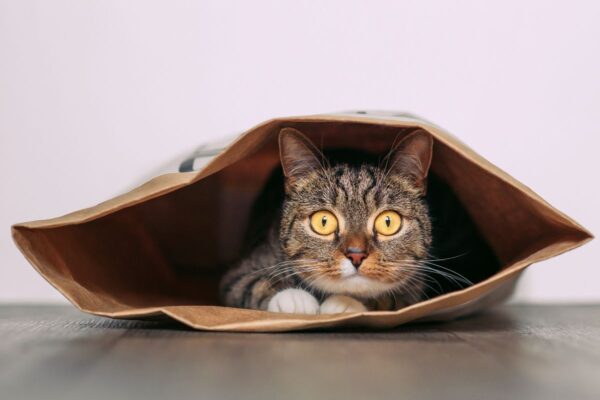 czy kot zna swoje imię