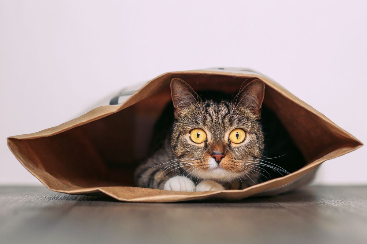 czy kot zna swoje imię